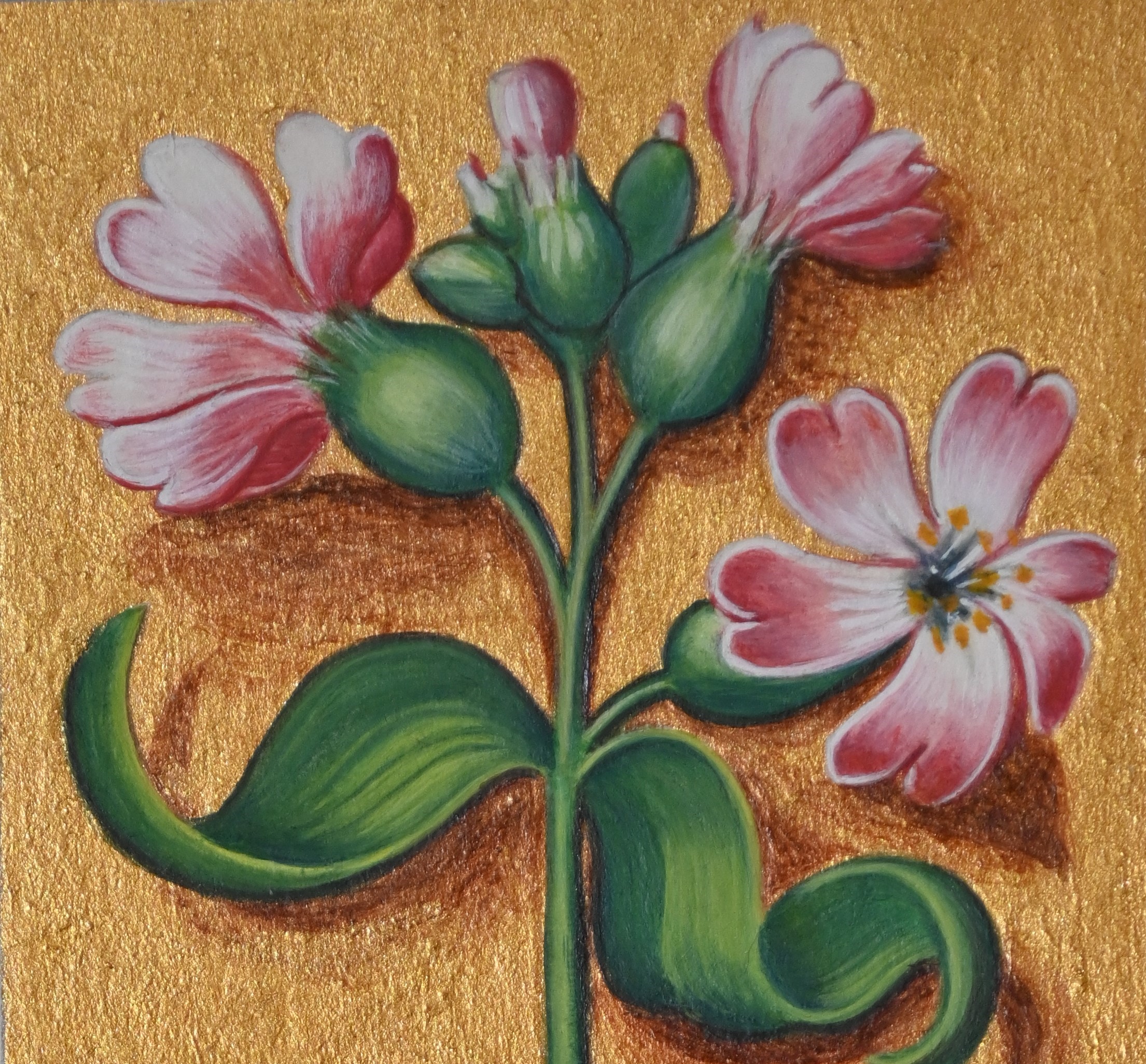 Détail de la Reproduction de la Saponaire des Grandes Heures d’Anne de Bretagne, enluminure sur papier - © Laure Antoine