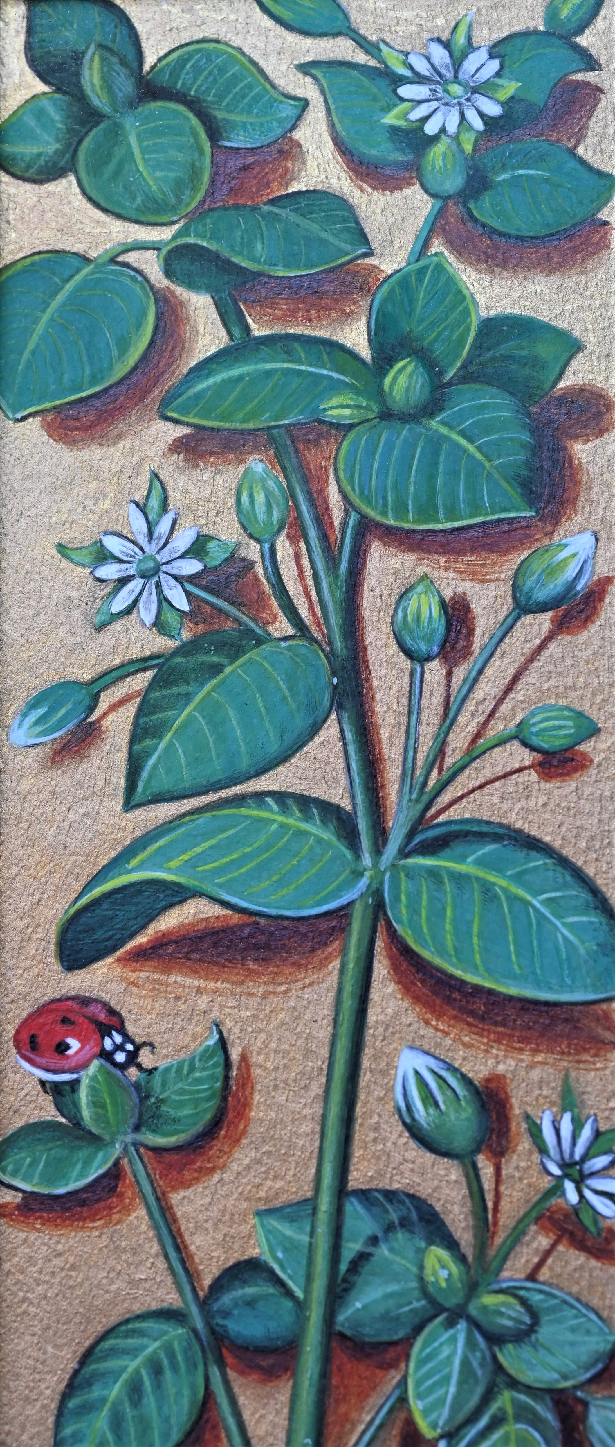 « Mouron des oiseaux » , reproduction d’une enluminure de Jean Bourdichon, « Les Grandes Heures d’Anne de Bretagne » , début du XVIe siècle - © Laure Antoine
