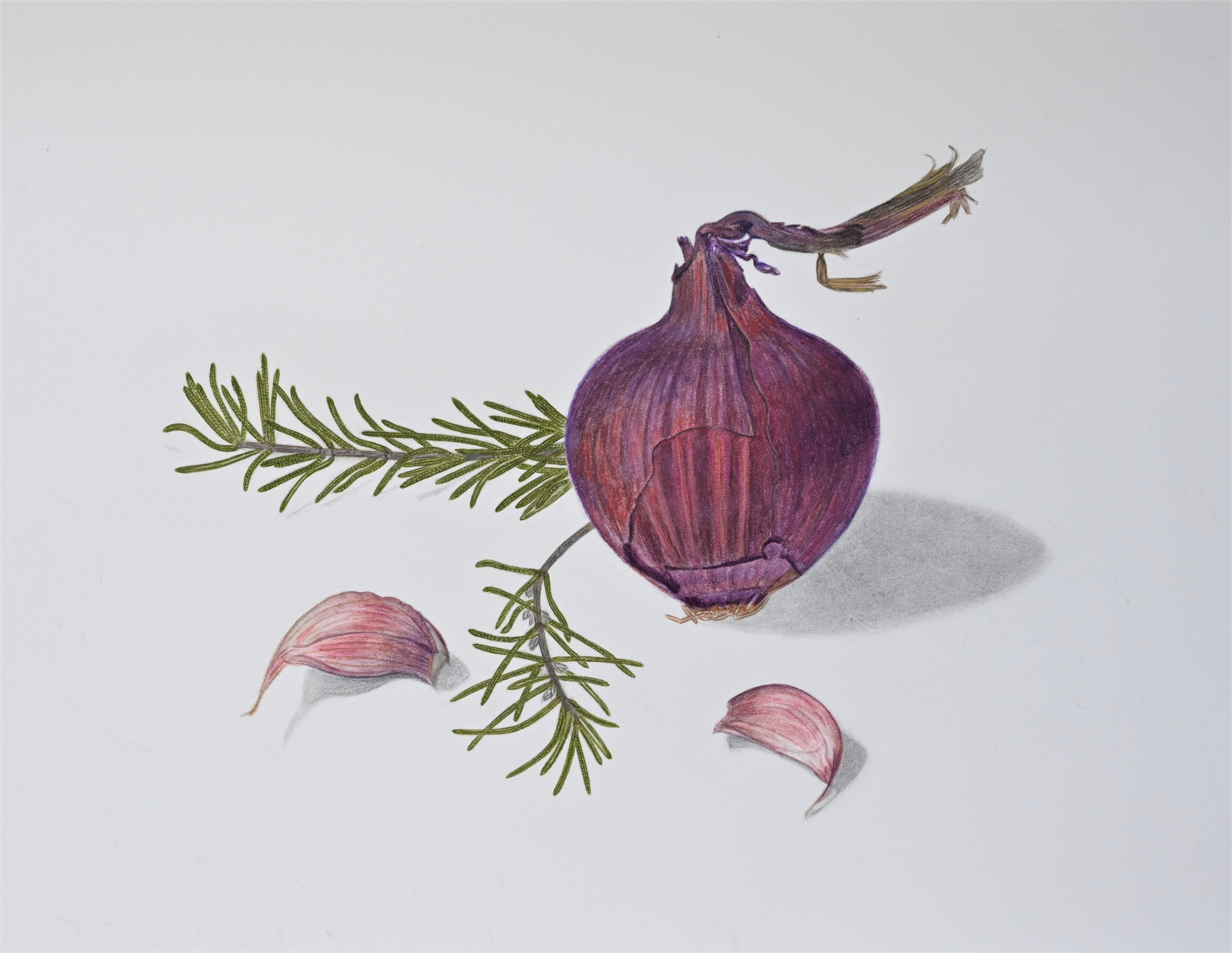 Oignon rouge, romarin, aquarelle botanique, technique sèche, création originale sur papier - © Laure Antoine