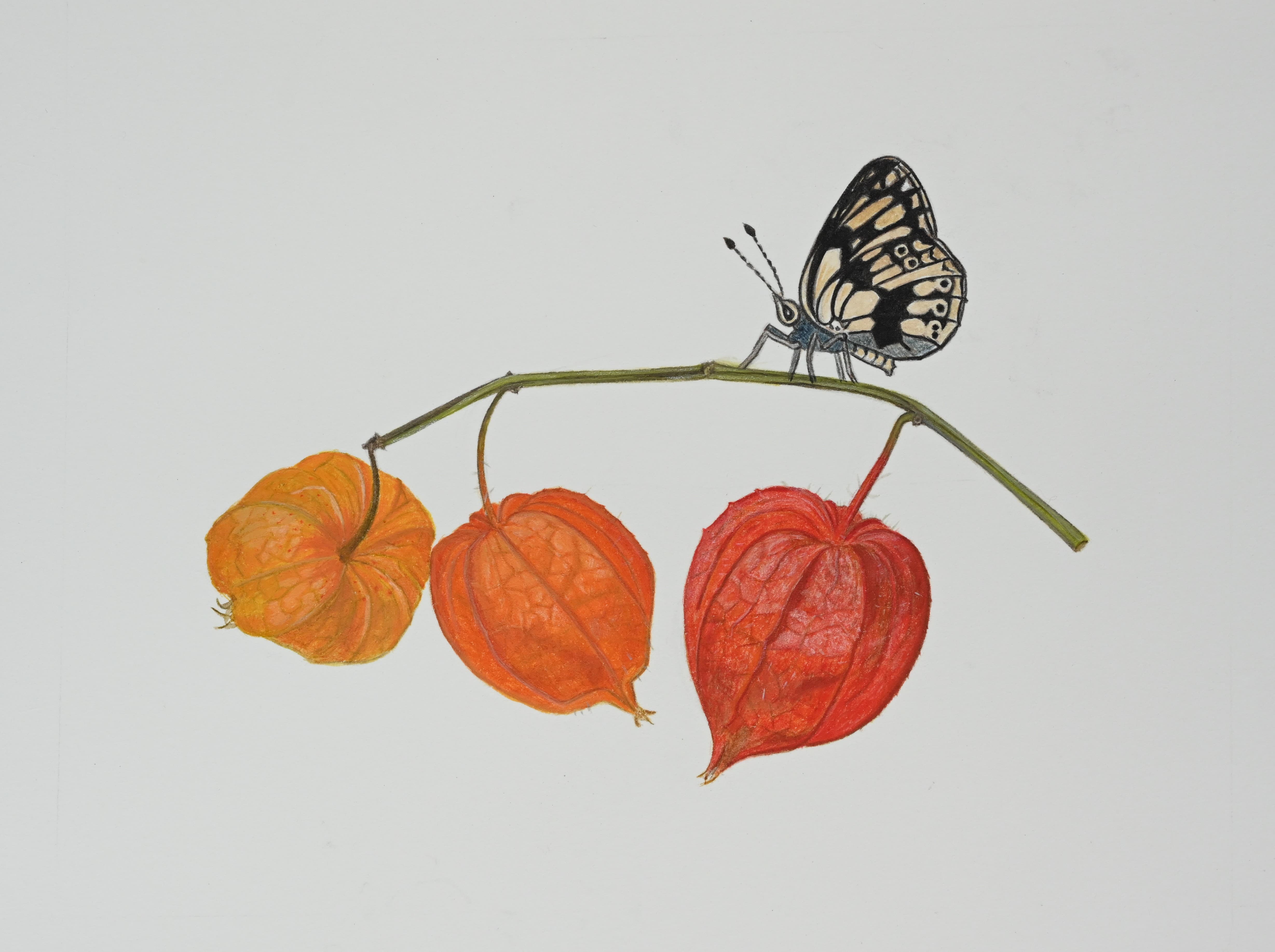 Physalis et papillon, aquarelle botanique, technique sèche, création originale sur papier - © Laure Antoine