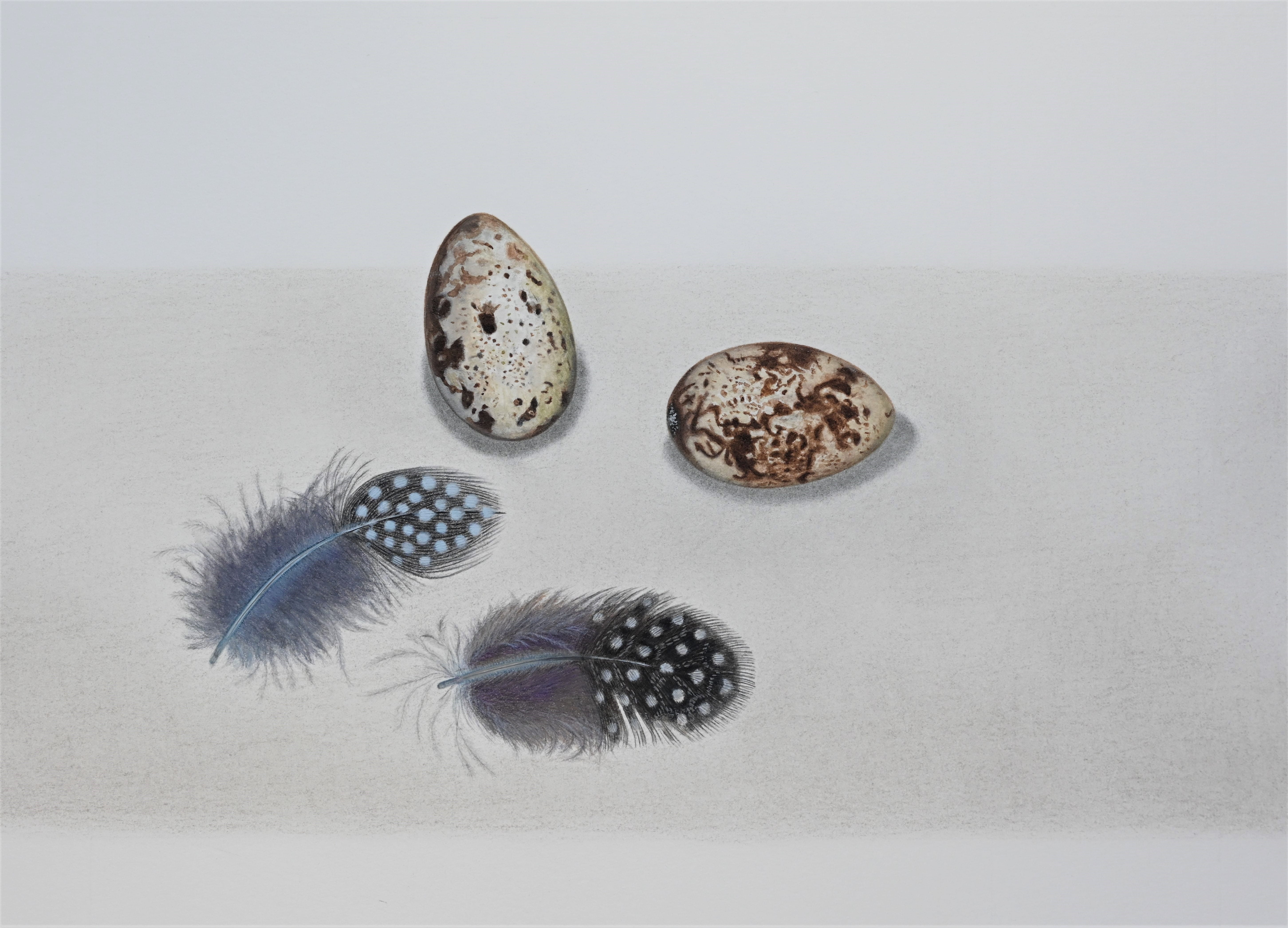 Plumes et œufs, aquarelle naturaliste, technique sèche, création originale sur papier - © Laure Antoine