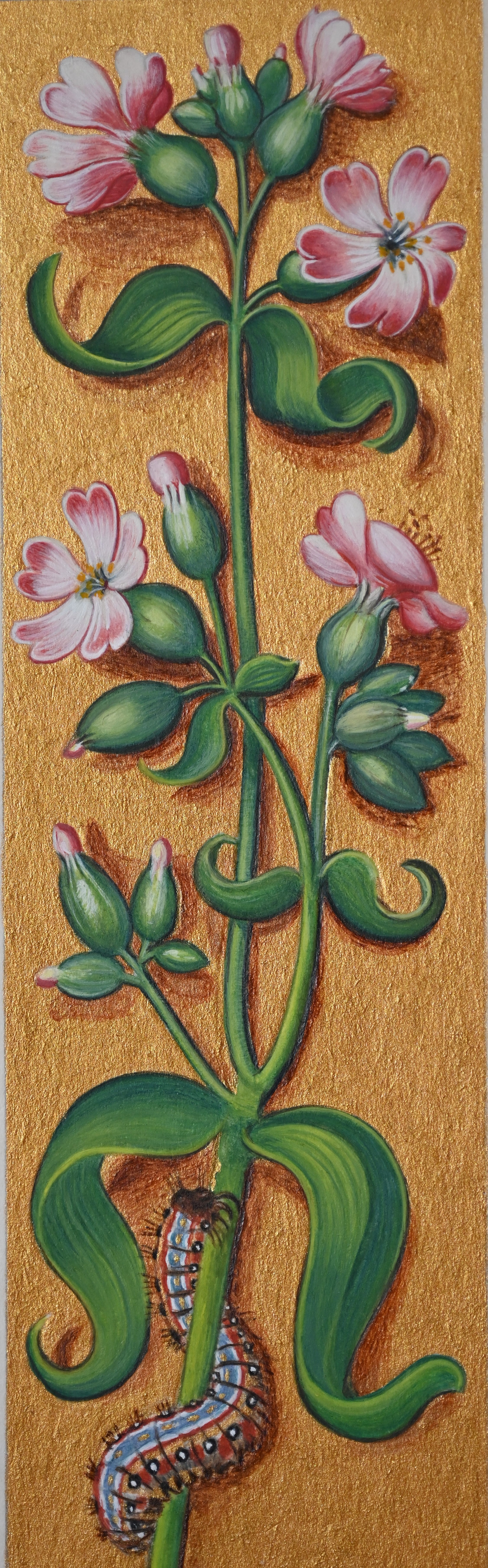 Reproduction de la Saponaire des Grandes Heures d’Anne de Bretagne, enluminure sur papier - © Laure Antoine