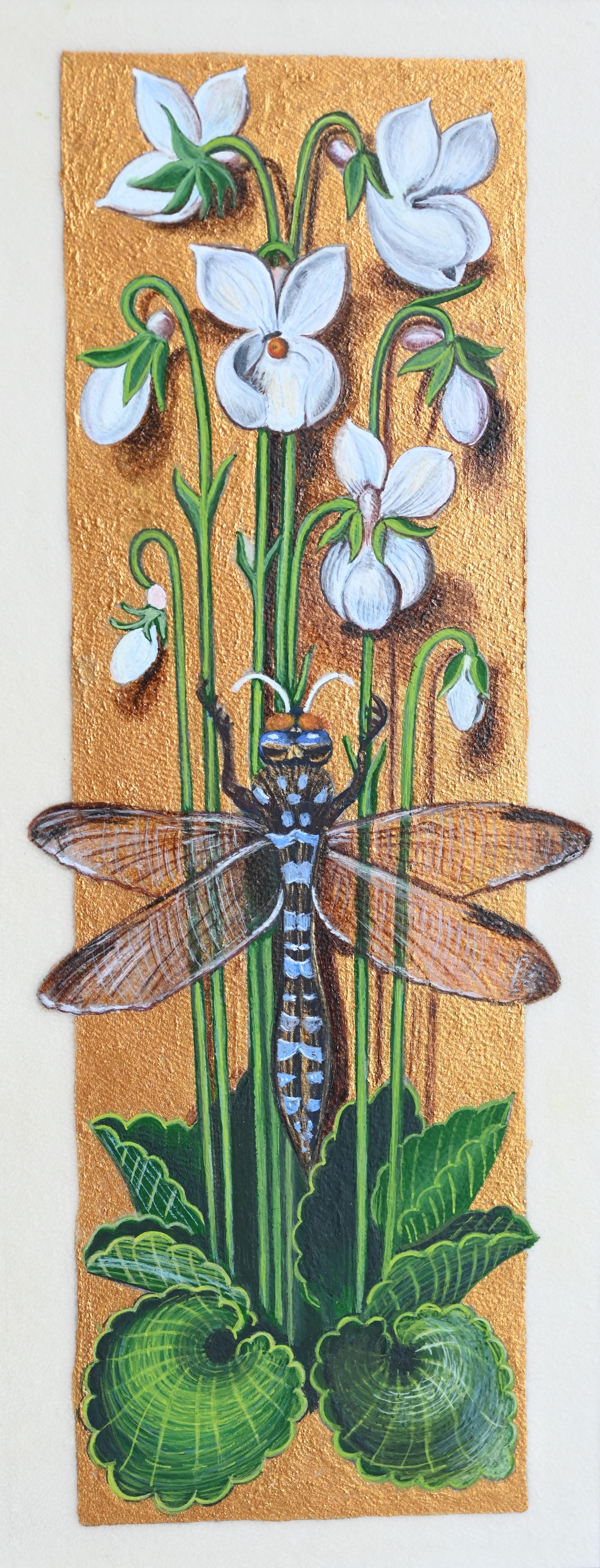 « Violettes blanches » , reproduction d’une enluminure de Jean Bourdichon, « Les Grandes Heures d’Anne de Bretagne » , début du XVI siècle - © Laure Antoine
